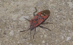 Spilostethus pandurus