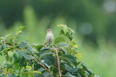 Cisticola juncidis