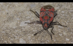 Spilostethus pandurus