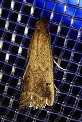 Metallostichodes nigrocyanella