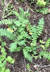 Polemonium pulcherrimum delicatum