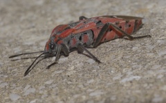 Spilostethus pandurus