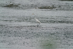 Ardea alba