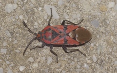 Spilostethus pandurus