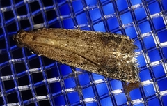 Metallostichodes nigrocyanella