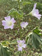 Malva preissiana