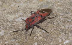 Spilostethus pandurus