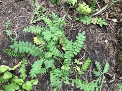 Polemonium pulcherrimum delicatum