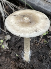 Amanita populiphila