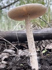 Amanita populiphila