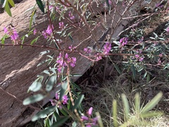 Indigofera helmsii