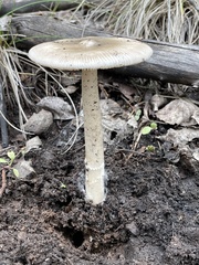 Amanita populiphila