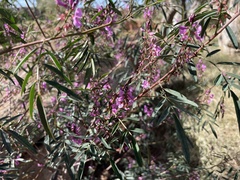 Indigofera helmsii
