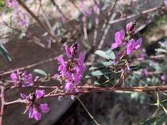 Indigofera helmsii