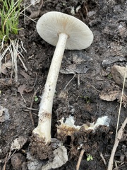 Amanita populiphila