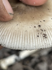 Amanita populiphila