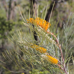 Grevillea pteridifolia