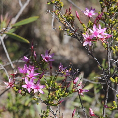 Calytrix microcoma