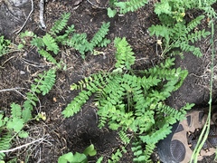 Polemonium pulcherrimum delicatum