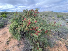 Erythrophysa alata