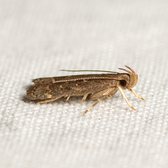 Helcystogramma melantherella