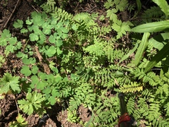 Polemonium pulcherrimum delicatum