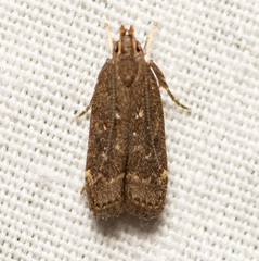 Helcystogramma melantherella
