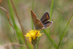 Polyommatus icarus
