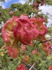 Erythrophysa alata