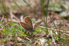 Polyommatus icarus