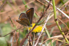 Polyommatus icarus