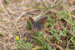 Polyommatus icarus