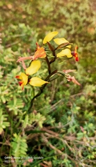 Diuris brumalis