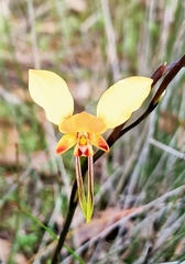 Diuris brumalis