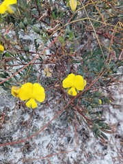 Gompholobium virgatum