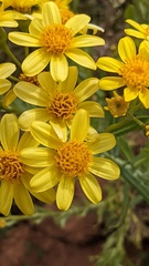 Senecio magnificus
