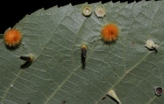 Caryomyia subulata