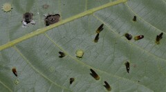 Caryomyia subulata