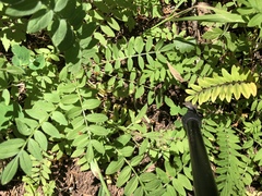 Polemonium pulcherrimum delicatum