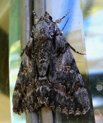 Catocala verrilliana