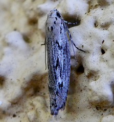 Ethmia discostrigella