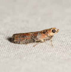 Sciota rubrisparsella