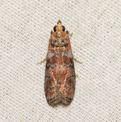 Sciota rubrisparsella