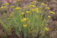 Senecio magnificus
