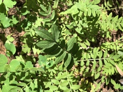 Polemonium pulcherrimum delicatum