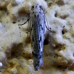 Ethmia discostrigella