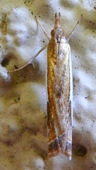 Crambus sperryellus