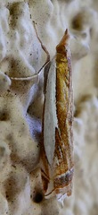 Crambus sperryellus
