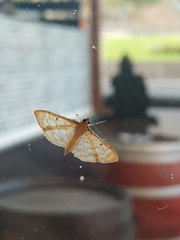 Herpetogramma dorsipunctalis