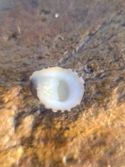 Nerita albicilla